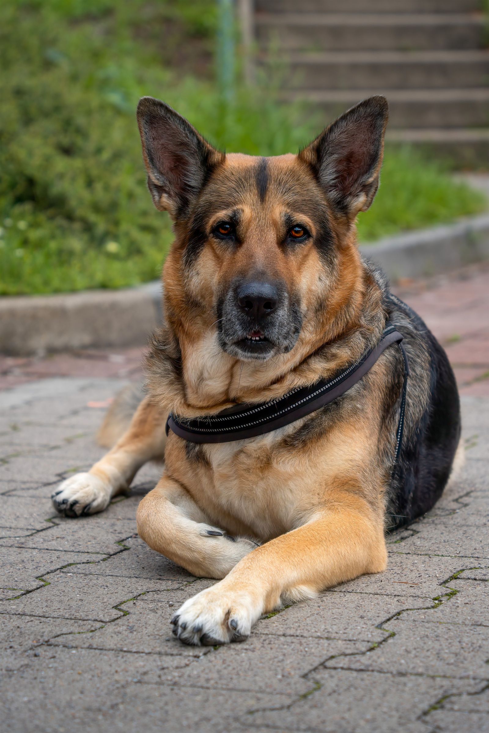 Alert German Shepherd outdoors